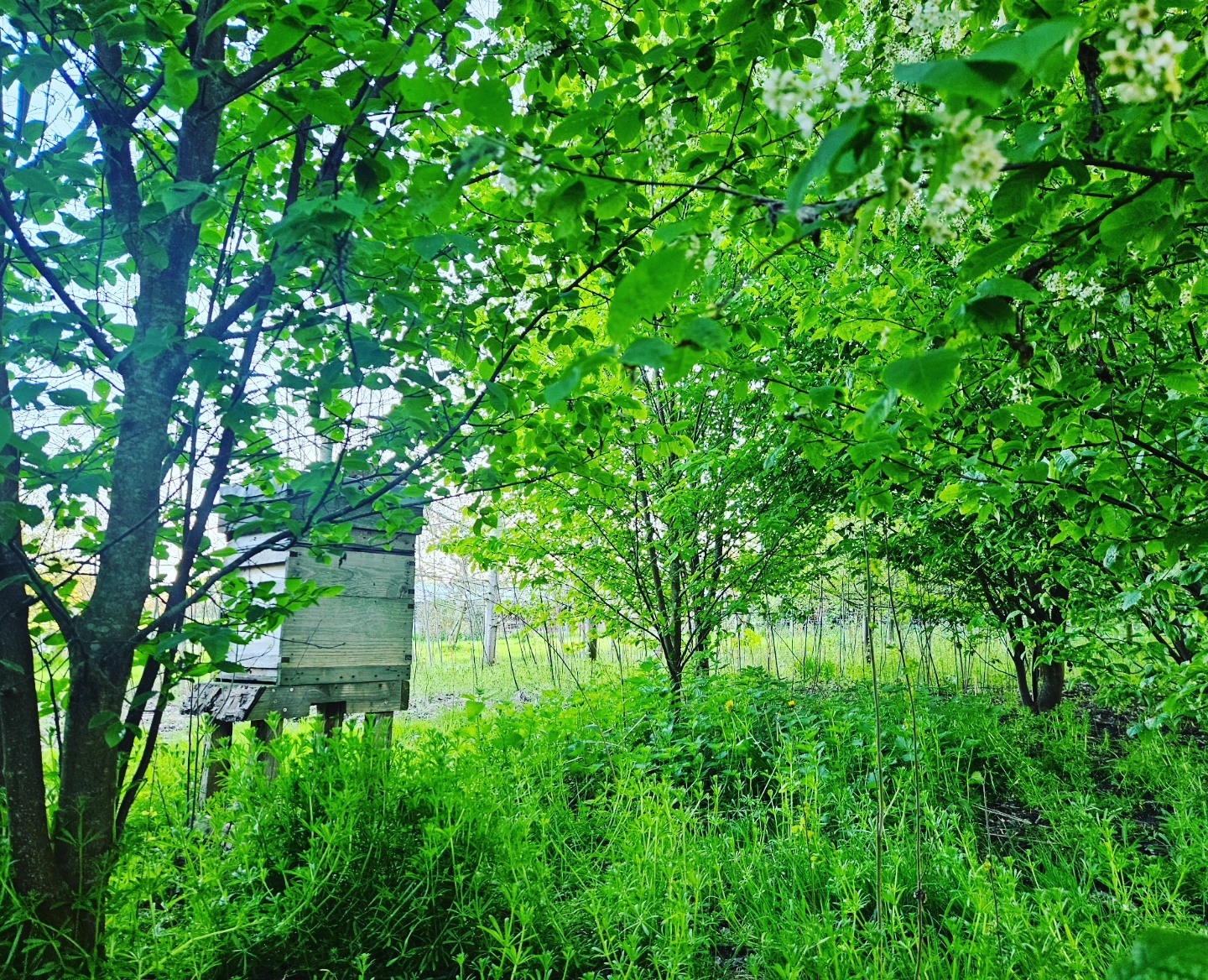 Green woodland canopy and festival grounds atmosphere