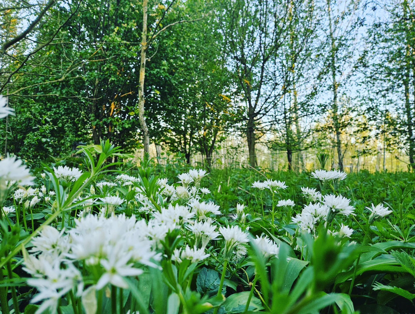 Wildflowers and woodland scene